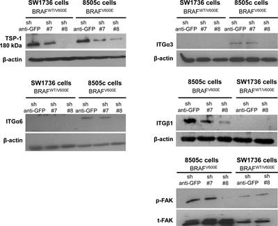 Corrigendum: Thrombospondin-1 Silencing Down-Regulates Integrin Expression Levels in Human Anaplastic Thyroid Cancer Cells With BRAFV600E: New Insights in the Host Tissue Adaptation and Homeostasis of Tumor Microenvironment